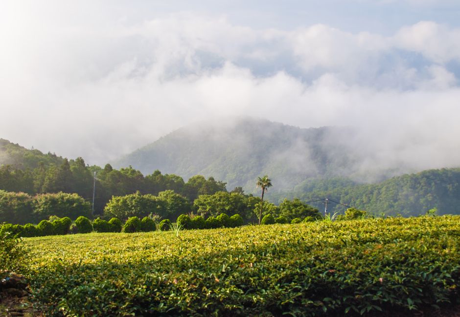 鄰近茶園步道
